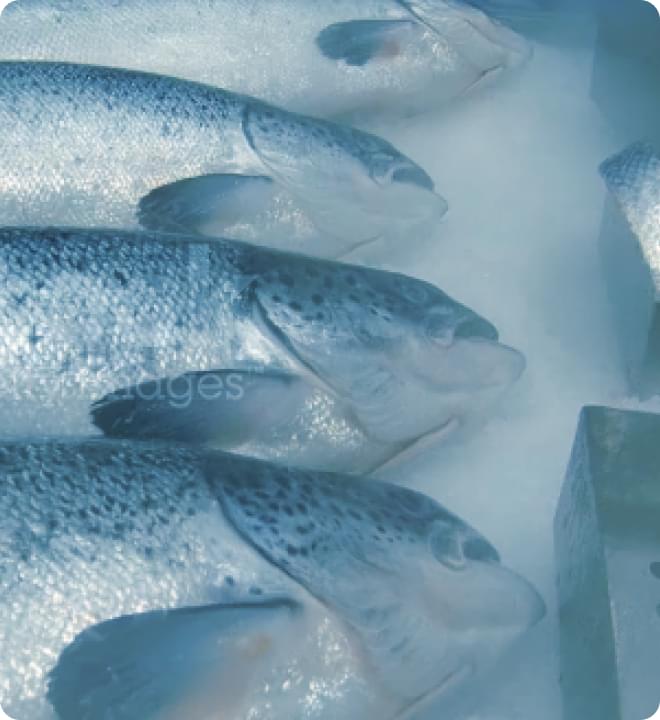 beach, against the mountains